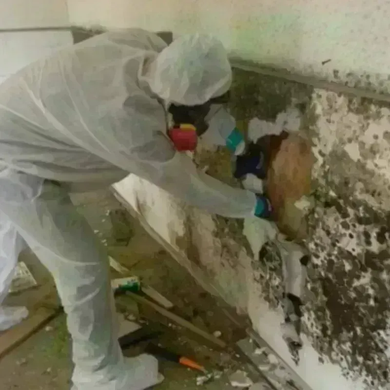 Mold Remediation and Removal in Hudson, NY